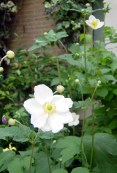 Japanese_anemone2sm
