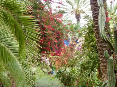 JM_bougainvillea1