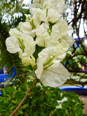 JM_bougainvillea3