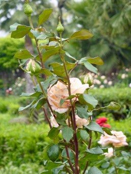K-garden_rose2