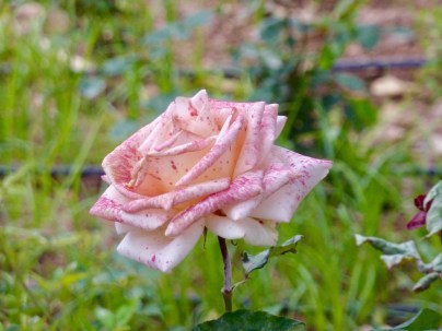 K_garden_rose1