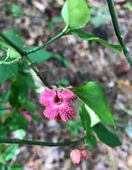 Euonymus americanus2