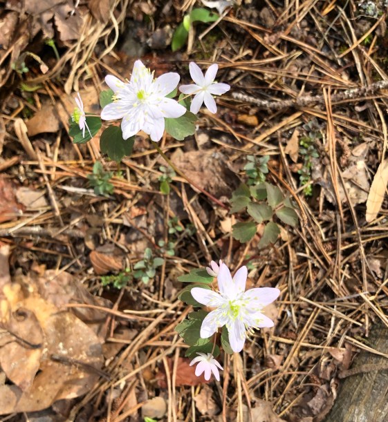 Rue Anemone