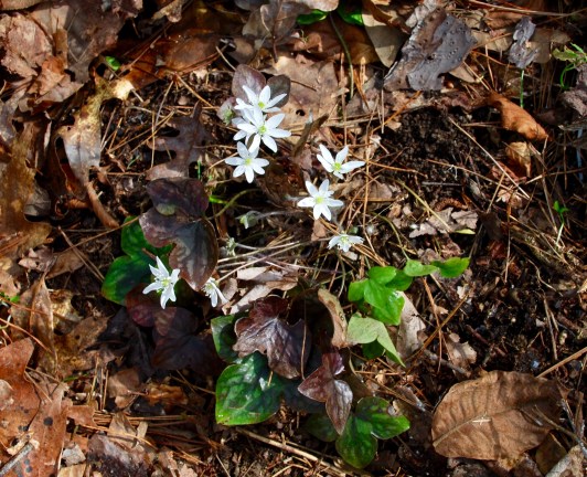 sharp-lobed Hepatica
