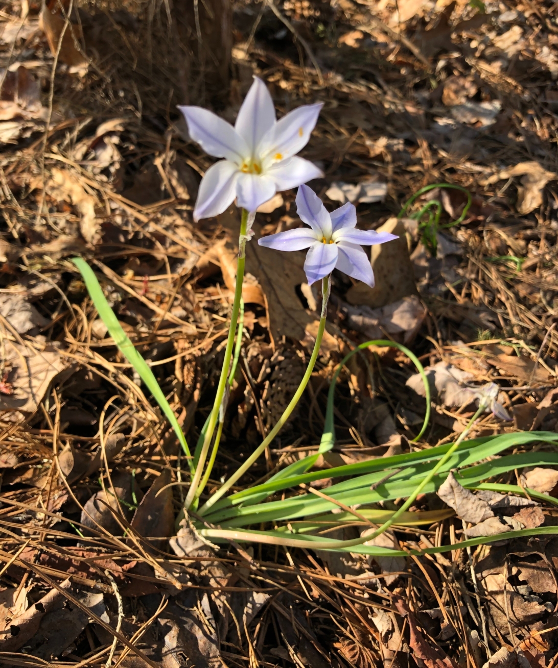 spring-star-flower-2.jpg