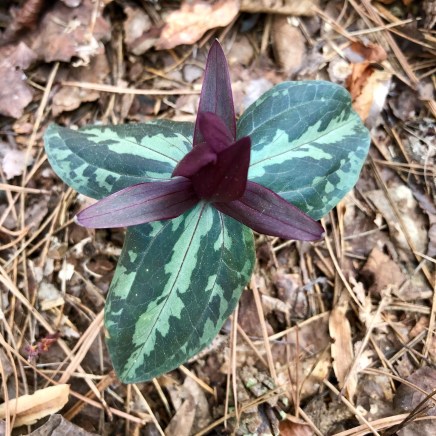 trillium