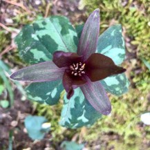 trillium2