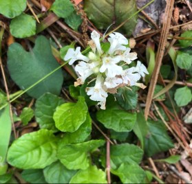 ajuga reptans f. albiflora 'Alba'1