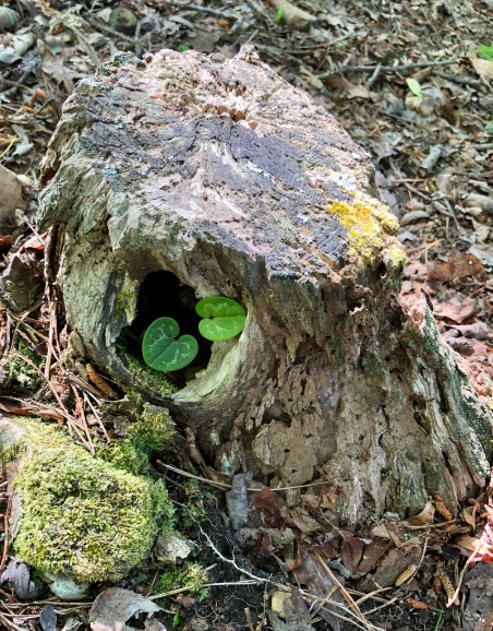 ginger stump2