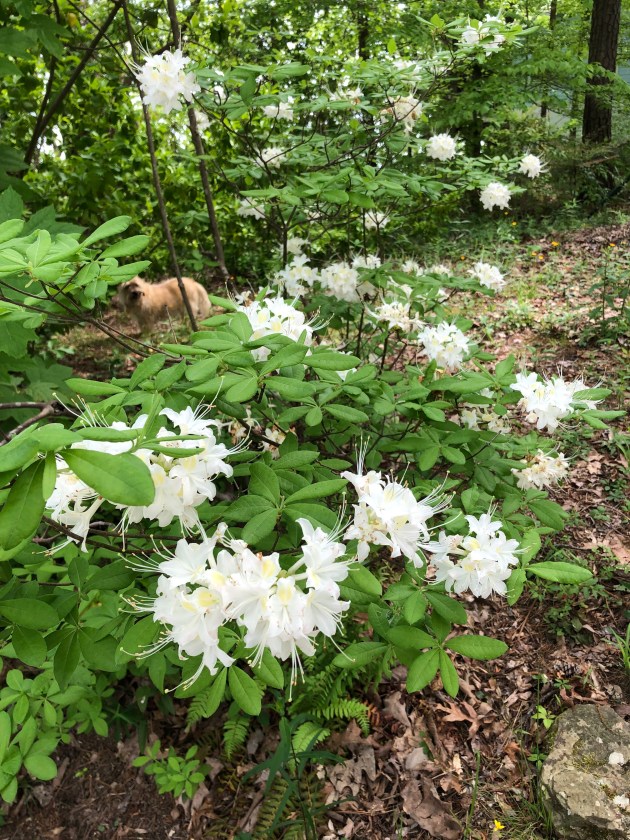 Rhododendron alabamense3