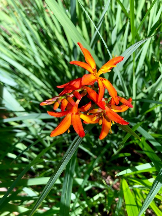 crocosmia