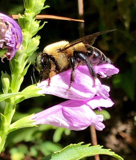 obedient plant bee