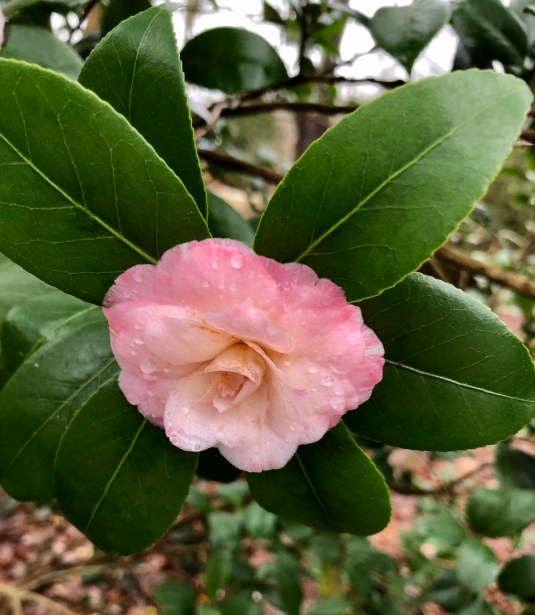 camellia