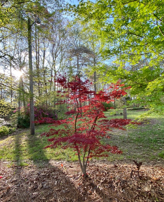 Monday, red Japanese maple