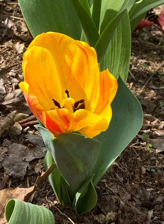 Saturday, tulip