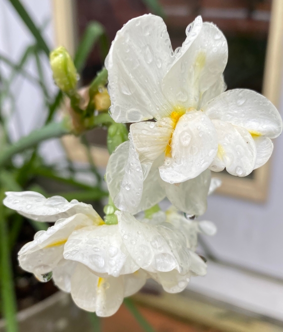 Tuesday, double narcissus