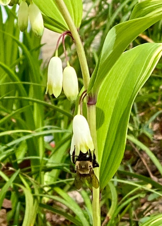 varigated solomon seal2