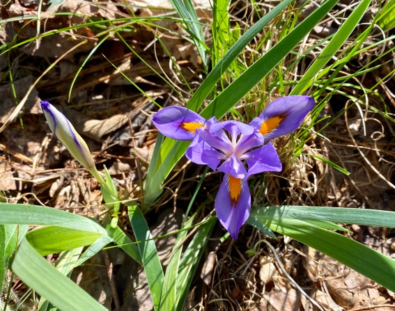 dwarf Iris