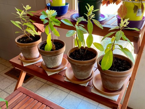 Illicium parviflorum