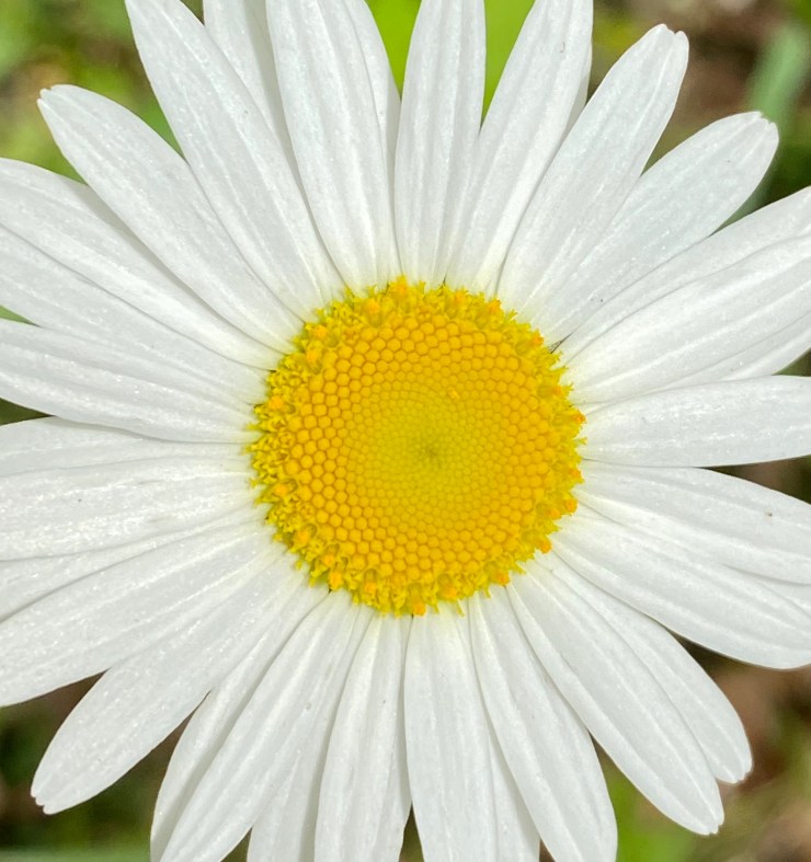 oxeye daisy1 6 May 2020