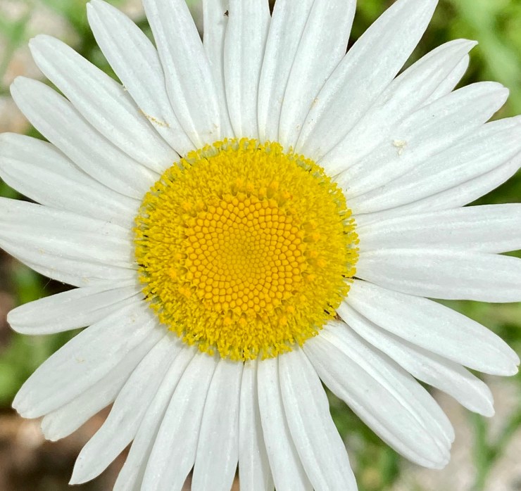 oxeye daisy2 6 May 2020