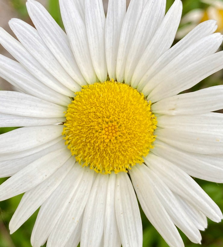 oxeye daisy3 6 May 2020