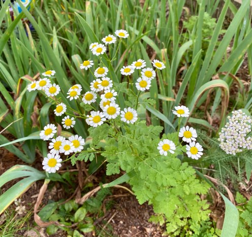 feverfew