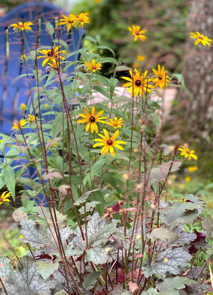 rudbeckia-heuchera 1 July 2020
