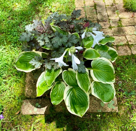 hosta huechera2