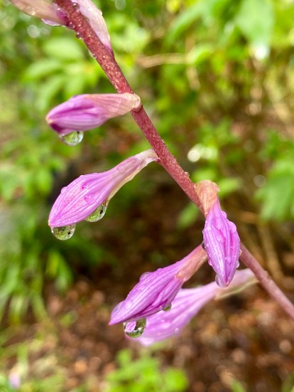 rain hosta 12 August 2020